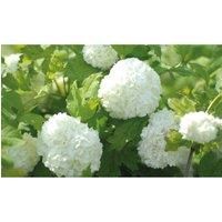 Thompson & Morgan Thompson and Morgan Viburnum Opulus (Snowball Shrub) 9cm Pot x 1