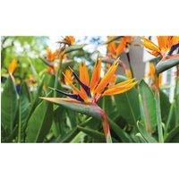 Thompson & Morgan Thompson and Morgan Strelitzia Bird Of Paradise 9cm Pot x 1