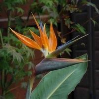 Thompson & Morgan Thompson and Morgan Strelitzia Bird Of Paradise 9cm Pot x 1 + 1 GREY POT