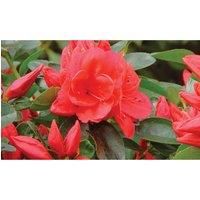 Thompson & Morgan Thompson and Morgan Azalea Dwarf Collection 9cm Pot x 4 (Contains 1 each Lilac; Orange Red and White)