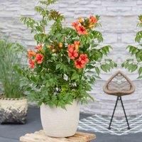 Thompson & Morgan Thompson And Morgan Campsis Trumpet Fire 2 Litre Pot X 2