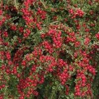 Thompson & Morgan Cotoneaster horizontalis 9cm Pot x 1