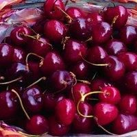 Sweet Cherry Fruit Tree Standard Patio Hardy Garden Plant /'Stella/' 1 x 4.5L Pot by Thompson and Morgan