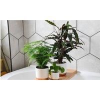 Thompson & Morgan Thompson and Morgan New Home Houseplant Collection - 4 plants