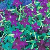 Nicotiana x Sandeae ‘Perfume Deep Purple’ F1 Hybrid (Tobacco Plant) 1 Packet (40 Seeds) by Thompson and Morgan