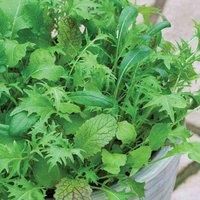 Salad Leaves Nice n Spicy Mixed Hardy Annual Seeds (250 Seeds) by Thompson and Morgan