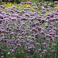 Verbena bonariensis (Glandularia, Verbena patagonica) Hardy Perennial 1 Packet (200 Seeds) by Thompson and Morgan