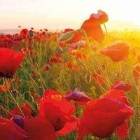 Poppy (Wild) (Paver rhoeas, Corn Poppy, Field Poppy, Flanders Poppy) Hardy Annual 1 Pack-et (2000 Seeds) by Thompson and Morgan