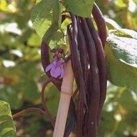 Climbing Bean ‘Blauhilde’ (Phaseolus vulgaris) Half - Hardy Annual 1 Packet (70 Seeds) by Thompson and Morgan
