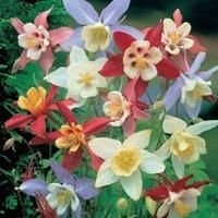 Thompson & Morgan Aquilegia Mrs Scott Elliott 72 Plug Plants