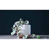 Thompson & Morgan Thompson and Morgan String of Hearts Varigated 8cm Pot x 1