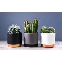 T&M Ceramic Indoor House Plants Pots Modern Design 3 Colours Small Medium Large