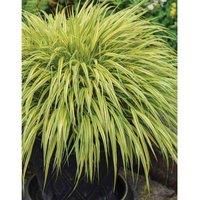 Thompson & Morgan Hakonechloa macra Aureola 9cm Pot x 2