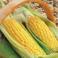 Sweetcorn Golden Gate 1 Packet by Thompson and Morgan