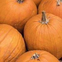 Vegetable Seeds - Pumpkin Jack of All Trades – Half Hardy Annual (10 Seeds per Pack) by Thompson and Morgan