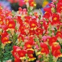 Antirrhinum Majus Nanum Rembrandt Seeds Snapdragon Orange Gold and Yellow Flowers, 1 Packet of Antirrhinum Rembrandt Seeds Containing 200 Seeds by Thompson and Morgan