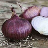 Onion Red Baron Seeds Hardy Annual Vegetable Seeds to Grow at Home, 1 Packet of Onion Red Baron Seeds Containing 175 Seeds by Thompson and Morgan