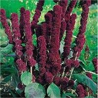 Flower Seed Amaranthus Caudatus Fat Spike Half Hardy Annual Tassel Flower Exotic Garden Cut Flower Garden Sun Loving Border Plant 1 Packet (100 Seeds) by Thompson and Morgan