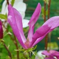 Magnolia /'Susan/' Shrubs Hardy Spring Flowering Garden Plants Easy to Grow Your Own 1 x 9cm Pot by Thompson and Morgan