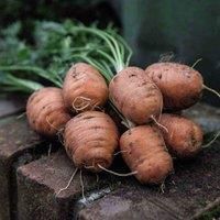 Vegetable Seed /'Carrot Paris Market - Atlas/' Hardy Annual Vegetable Garden Plants - Easy to Grow Your Own – Kitchen Garden – Allotment 1 Packet (500 Seeds) by Thompson and Morgan