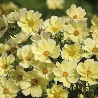 Cosmos bipinnatus /'Xanthos/' Half-Hardy Annual Flower Seeds Summer Autumn Flowering Garden Plants Grow Your Own 1 x Seed Packet (20 Seeds) Cosmos bipinnatus /'Xanthos/' by Thompson and Morgan