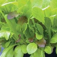 Lettuce Leaves Crunchy Blend Seeds Half-Hardy Annual Vegetable Garden Plants Lactuca Sativa Easy to Grow Sow Your Own at Home 1 Packet of 500 Seeds T&M