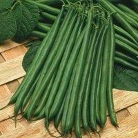 Dwarf Bean Seeds /'Boston/' Half-Hardy Annual Vegetable Garden Plants Easy to Grow Your Own Sow at Home1 Packet of 100 Seeds by Thompson and Morgan