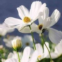 Cosmos /'Purity/' Seeds Half-Hardy Annual Flower Garden Plants Easy to Grow Your Own 1 Packet of 100 Seeds by Thompson and Morgan