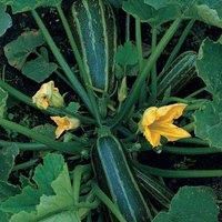 Marrow /'Green Bush/' Seeds Half-Hardy Annual Vegetable Garden Plants Easy to Grow Your Own Marrow /'Green Bush/' 1 Packet of 20 Seeds