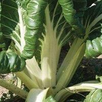 Swiss Chard /'White Silver/' Seeds Hardy Biennial Vegetable Garden Plants Easy to Grow Your Own Swiss Chard /'White Silver/' 1 Packet of 300 Seeds by Thompson and Morgan