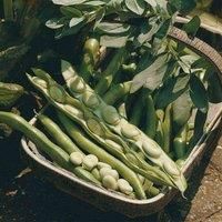Broad Bean /'Bunyard/'s Exhibition/' Seeds Hardy Annual Vegetable Garden Plants Easy to Grow Your Own 1 Packet of 30 Seeds by Thompson and Morgan