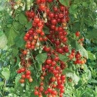 Tomato /'Sweet Million/' Seeds Fruit Vegetable Half-Hardy Annual Garden Plants Easy to Grow Your Own Tomato /'Sweet Million/' 1 Packet of 8 Seeds by Thompson and Morgan