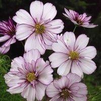 Cosmos bipinnatus /'Sweet Sixteen/' Seeds Half-Hardy Annual Flowering Garden Plants Easy to Grow Your Own 1 Packet of 70 Seeds by Thompson and Morgan