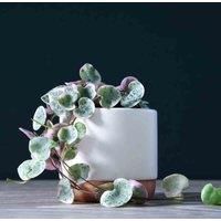 Thompson & Morgan String of Hearts Varigated 8cm Potted Plant+ Med White-Rose Potted Plant x1