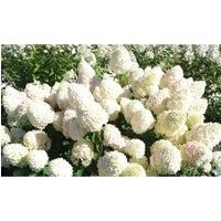 Thompson & Morgan Thompson and Morgan Hydrangea paniculata 'Limelight' 9cm pot - 1 plant