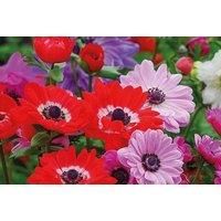 Plant Now! 425 Spring Bulb Collection