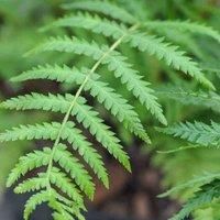 Thompson & Morgan Dicksonia Antarctica (Australian Fern Tree) 1ft Trunk x 1