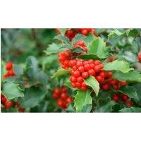 Thompson & Morgan Thompson and Morgan Hedge Holly 9cm Pot x 10