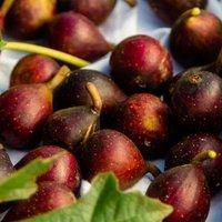 Thompson & Morgan Thompson and Morgan Fig (Ficus) Little Miss Figgy 9cm Pot x 1