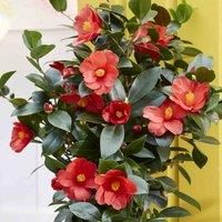 Thompson & Morgan 2 x Camellia 1001 Summer Nights Jasmine 1.6 Litre Pot
