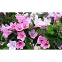 Weigela Potted Hardy Plant, Shrubs, Spring Flowering, Gardens & Outdoors, Low Maintenance, 1 x Weigela Towers of Flowers Apple Blossom Plant in a 9cm Pot by Thompson & Morgan