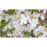 Thompson & Morgan Thompson and Morgan Viburnum Kilimanjaro Sunrise 3 Litre Pot x 1