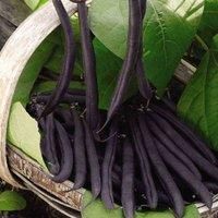 Dwarf Bean /'Purple Teepee/' Seeds Phaseolus vulgaris French Bean, Green Bean, Half-Hardy Annual Vegetable Garden Plants Easy to Grow Your Own 1 Packet of 50 Seeds by Thompson and Morgan