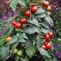 Tomato Divinity Easy Grow Your Own 1 Packet by Thompson and Morgan