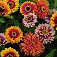 Zinnia elegans Seeds /'Funfair Mix/' Half-Hardy Annual Neon Bicolour Blooms Easy to Grow Your Own Garden Flowers Perfect for Beds Borders Patio Pots 1x Packet (Approx 150 Seeds) by Thompson and Morgan