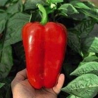 Thompson & Morgan Pepper Sweet Red King F1 1 Seed Packet, Red