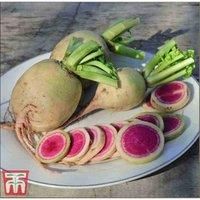 Daikon Radish /'Misato Rose Flesh/' F1 Hybrid Raphanus sativus Oriental Winter Watermelon Radish Mooli Hardy Annual Easy to Grow Your Own Veg Plants 1x Pack (Approx. 150 Seeds) by Thompson and Morgan
