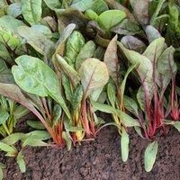 Swiss Chard /'Celebration/' Beta vulgaris Leaf Bee Spinach Beet Rainbow Hardy Biennial Easy to Grow Your Own Outdoor Garden Vegetable Plants 1x Pack Seed (Approx. 200 Seeds) by Thompson and Morgan