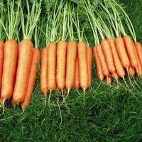 Carrot Seeds /'Sweet Candle/' F1 Hybrid Daucus Carota Hardy Annual Late Summer/Autumn Cropping Uniform Orange Roots Easy to Grow Your Own Garden Veg 1x Packet (Approx. 250 Seeds) by Thompson and Morgan