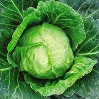 Summer Cabbage Seeds /'Primo/' Ball Head Brassica oleracea Capitata Group Hardy Annual Easy to Grow Your Own Garden Vegetables 1x Packet (Approx. 250 Seeds) by Thompson and Morgan